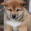 El_shiba